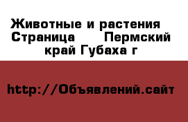  Животные и растения - Страница 10 . Пермский край,Губаха г.